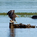 Bild 1 - Zwei Seeadler eine tote Stockente ...
