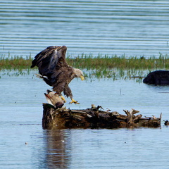 Bild 1 - Zwei Seeadler eine tote Stockente ...