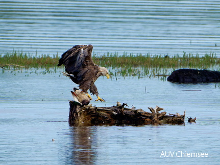 Bild 1 - Zwei Seeadler eine tote Stockente ...