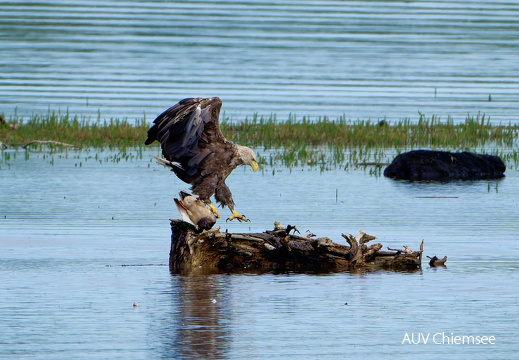 Bild 1 - Zwei Seeadler eine tote Stockente ...