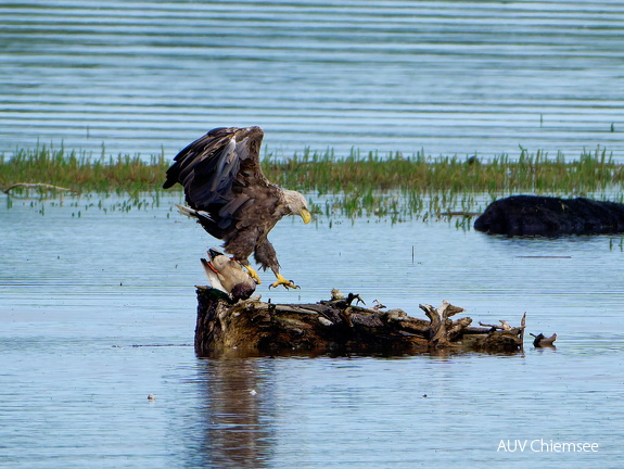 Bild 1 - Zwei Seeadler eine tote Stockente ...