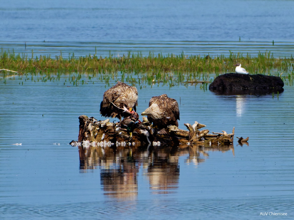 Bild 11 - Zwei Seeadler eine tote Stockente ....