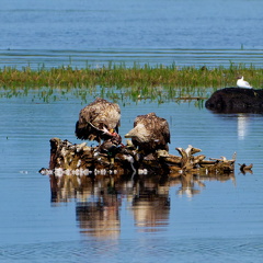 Bild 11 - Zwei Seeadler eine tote Stockente ....