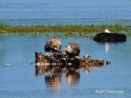 Bild 11 - Zwei Seeadler eine tote Stockente ....