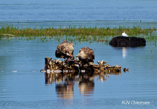 Bild 11 - Zwei Seeadler eine tote Stockente ....