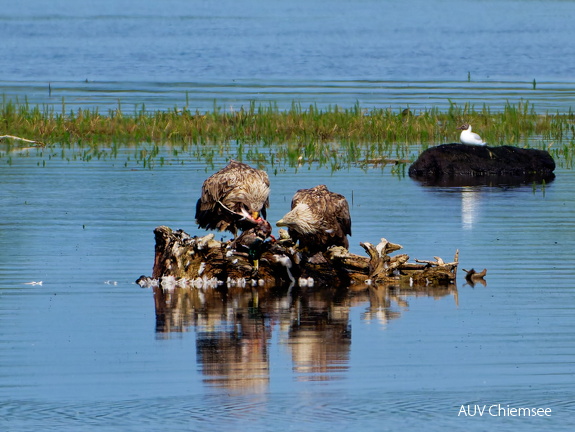 Bild 11 - Zwei Seeadler eine tote Stockente ....