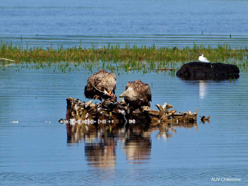 Bild 11 - Zwei Seeadler eine tote Stockente ....