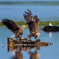 Bild 14 - Zwei Seeadler eine tote Stockente ...