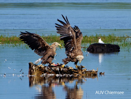 Bild 14 - Zwei Seeadler eine tote Stockente ...