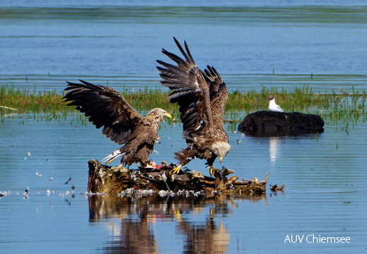 Bild 14 - Zwei Seeadler eine tote Stockente ...
