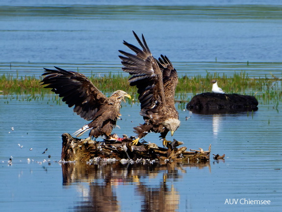 Bild 14 - Zwei Seeadler eine tote Stockente ...