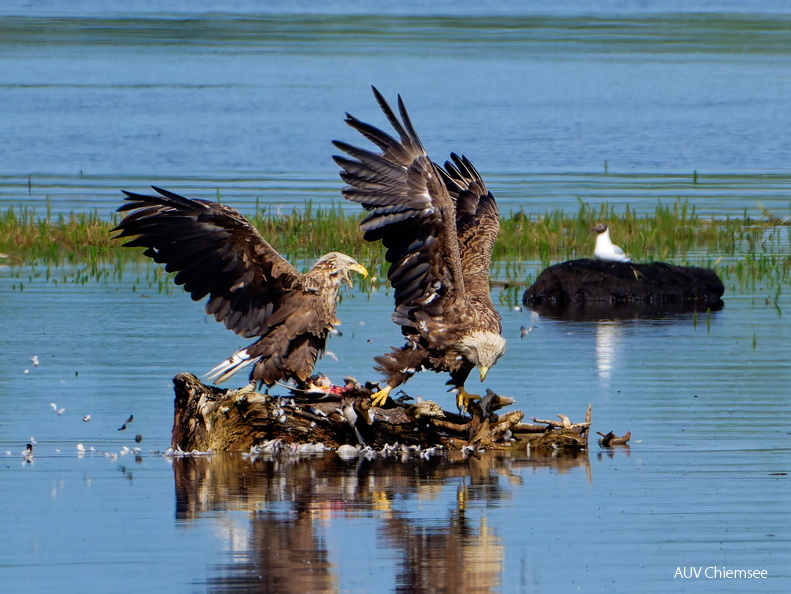 Bild 14 - Zwei Seeadler eine tote Stockente ...