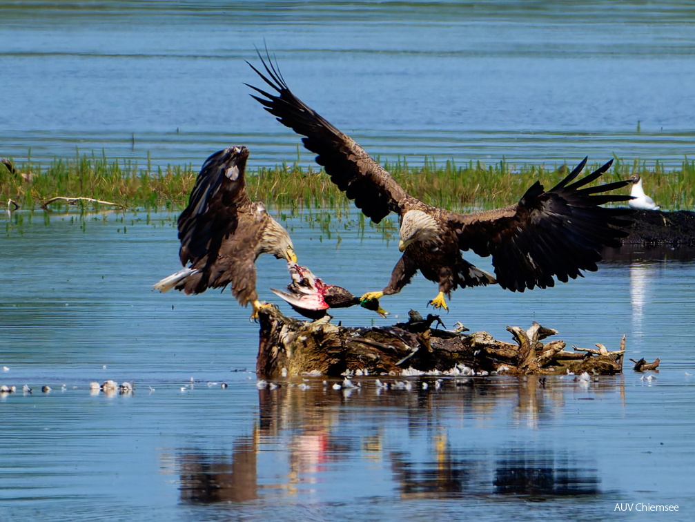 Bild 21 - Zwei Seeadler eine tote Stockente ...