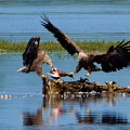 Bild 21 - Zwei Seeadler eine tote Stockente ...