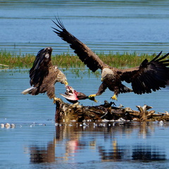 Bild 21 - Zwei Seeadler eine tote Stockente ...