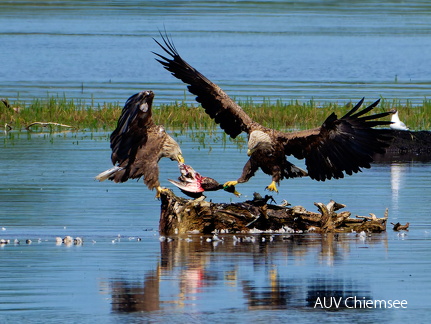 Bild 21 - Zwei Seeadler eine tote Stockente ...