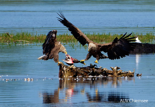 Bild 21 - Zwei Seeadler eine tote Stockente ...