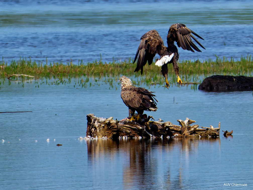 Bild 24 - Zwei Seeadler eine tote Stockente ...
