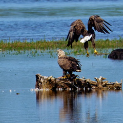 Bild 24 - Zwei Seeadler eine tote Stockente ...