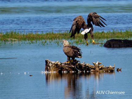 Bild 24 - Zwei Seeadler eine tote Stockente ...