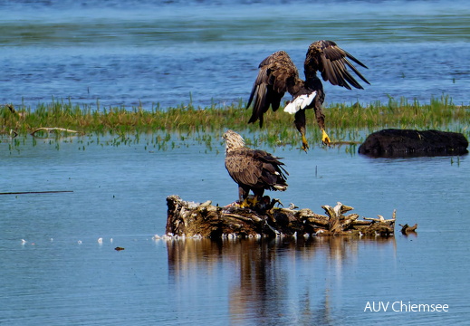 Bild 24 - Zwei Seeadler eine tote Stockente ...