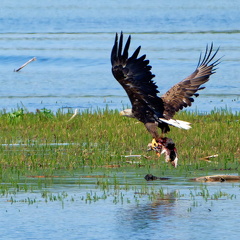 Bild 34 - Zwei Seeadler eine tote Stockente 