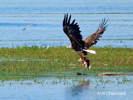 Bild 34 - Zwei Seeadler eine tote Stockente 