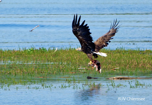 Bild 34 - Zwei Seeadler eine tote Stockente 