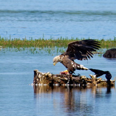 Bild 29 - Zwei Seeadler eine tote Stockente ...