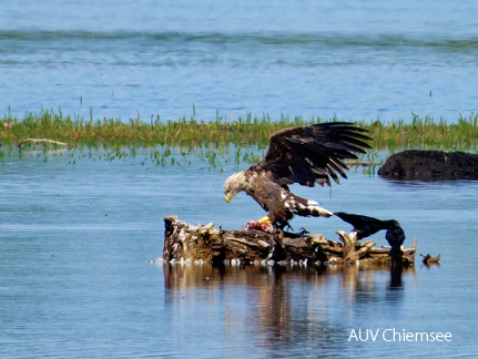 Bild 29 - Zwei Seeadler eine tote Stockente ...