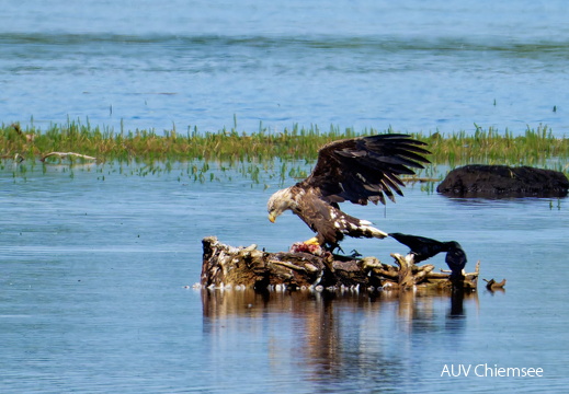 Bild 29 - Zwei Seeadler eine tote Stockente ...