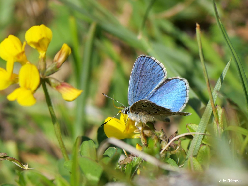 Himmelblauer Bläuling