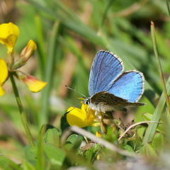 Himmelblauer Bläuling