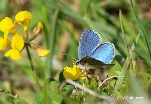 Himmelblauer Bläuling
