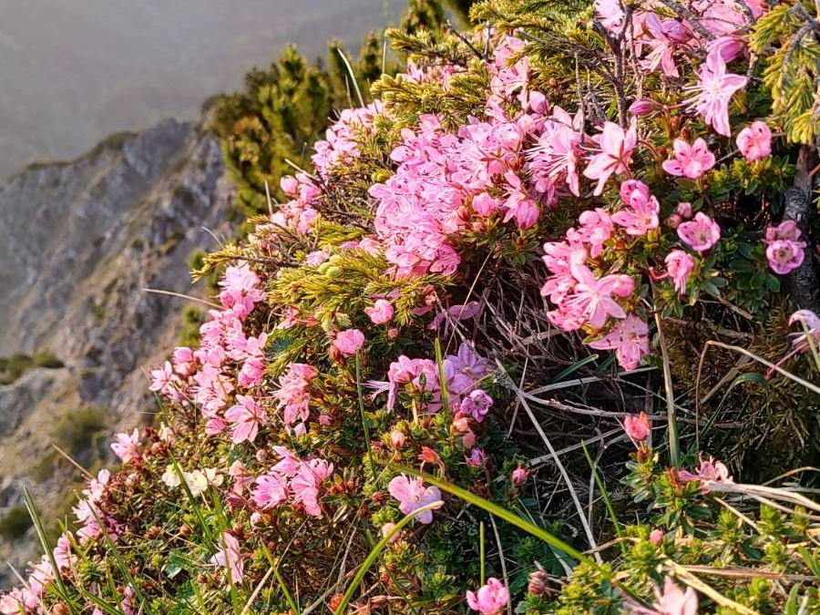 Zwerg Alpenrose