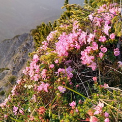 Zwerg Alpenrose