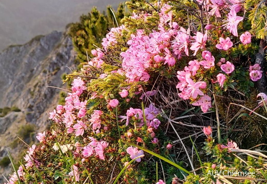 Zwerg Alpenrose