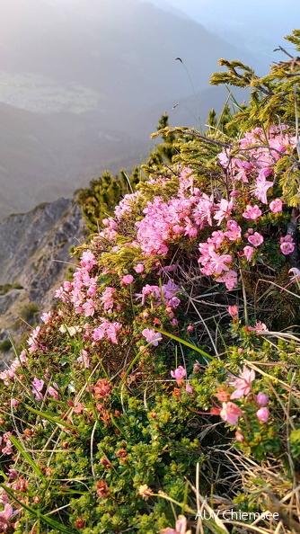 AktNatBeo-250612-ja-11 Zwerg Alpenrose.jpg