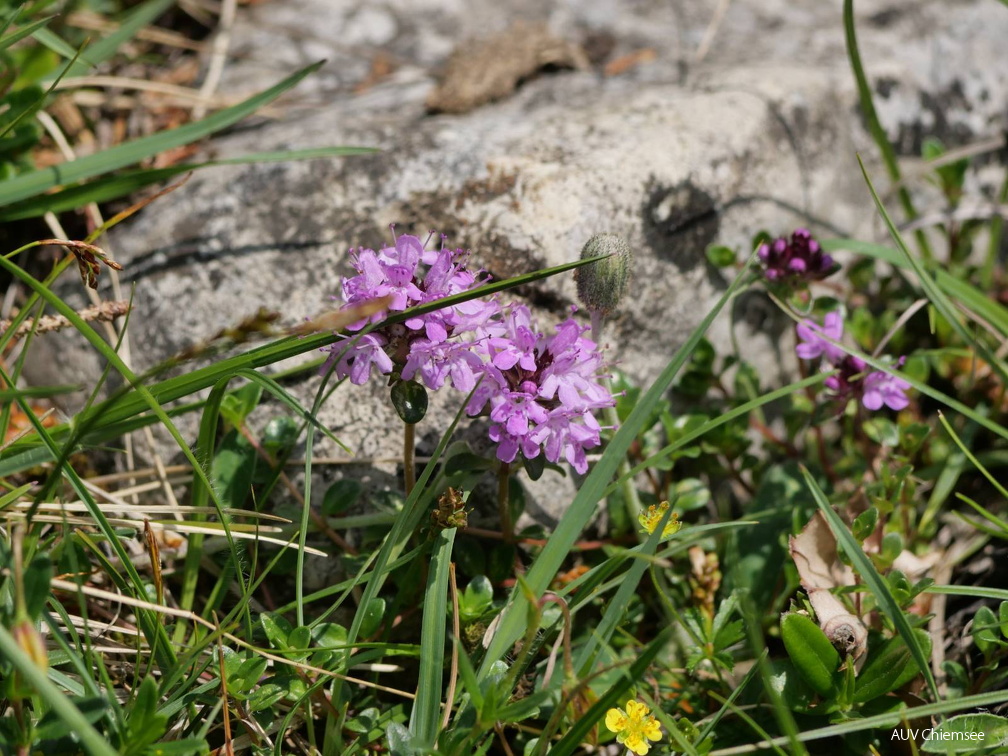 Thymian