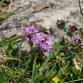 Thymian