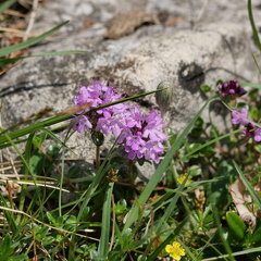 Thymian