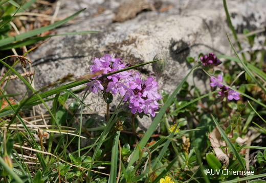 Thymian