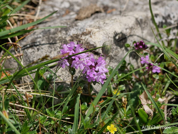 Thymian