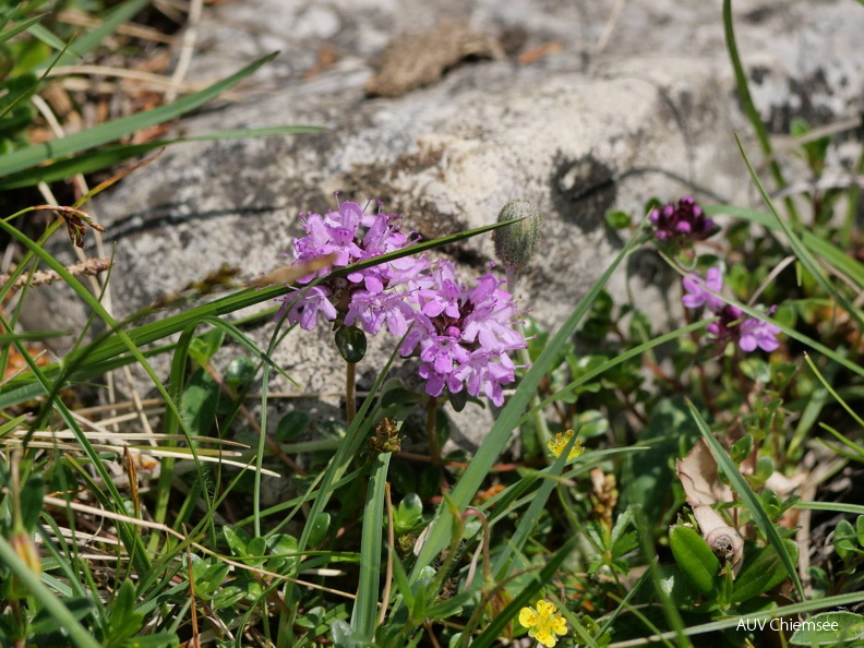 Thymian