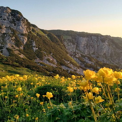 Trollblumen