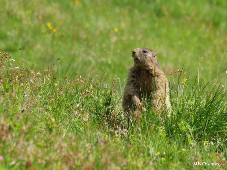 Mankei - Murmeltier
Mit einem Klick! zur Fotogeschichte mit weiteren Bildern
Geigelstein, Sachrang / 12.06.2025 / Foto: Johannes Almer
AktNatBeo-250612-ja-19 Mankei.jpg