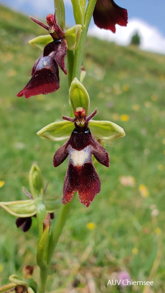 AktNatBeo-250618-ja-6 - Spinnenragwurz_0.jpg