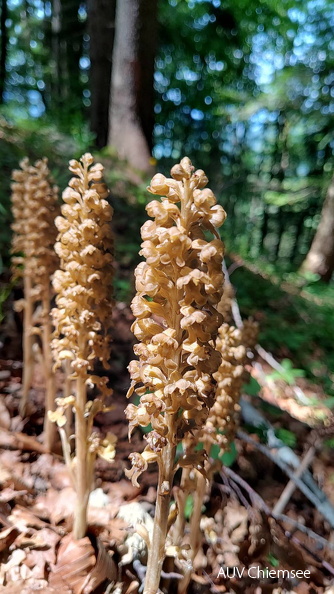 AktNatBeo-250618-ja-1 - Nestwurz_0.jpg