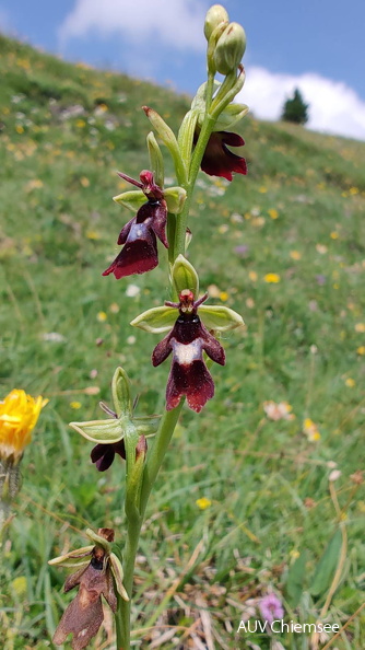 AktNatBeo-250618-ja-7 - Spinnenragwurz_0.jpg
