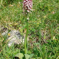 Brandknabenkraut 